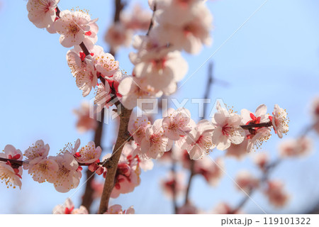 早春のピンク色の梅の花　春のイメージ 119101322