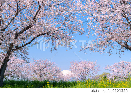 富士山と桜並木　爽やかな春の風景 119101333
