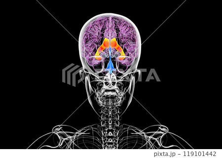 The lateral brain ventricles, 3D illustration The lateral brain ventricles, 3D illustration 119101442