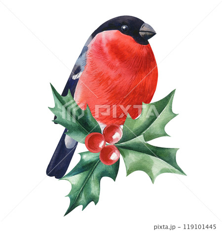 Bullfinch bird sitting on green branch, winter cute bird isolated on white background watercolor illustration for design 119101445