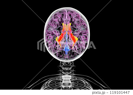 The lateral brain ventricles, 3D illustration 119101447