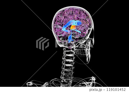 The third brain ventricle, 3D illustration 119101452