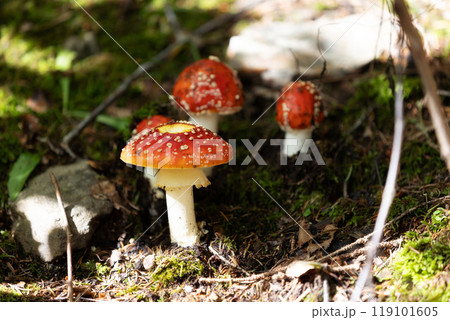 fly agaric family close-up in the forest fly agaric family close-up in the forest 119101605