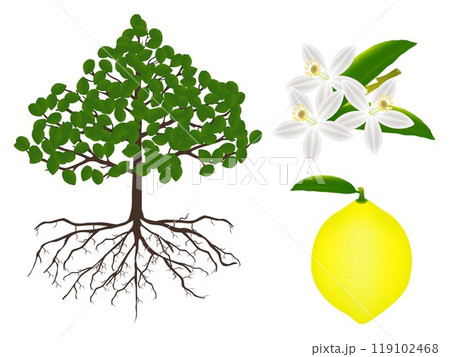 Part of a lemon plant on a white background. 119102468