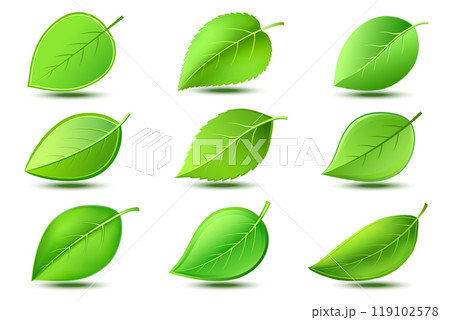 Set of green fresh leaves over white, design elements 119102578