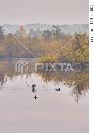 Ducks on water in swamp 119102603