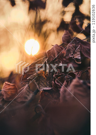 sunrise over frost covered leaves sunrise over frost covered leaves 119102636