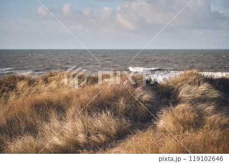 golden dunes at the west coast of denmark golden dunes at the west coast of denmark 119102646