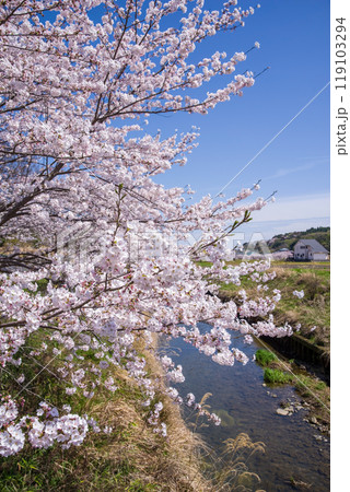川沿いの桜【鹿化川千本桜・四日市市】 川沿いの桜【鹿化川千本桜・四日市市】 119103294