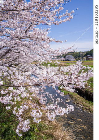 川沿いの桜【鹿化川千本桜・四日市市】 川沿いの桜【鹿化川千本桜・四日市市】 119103295