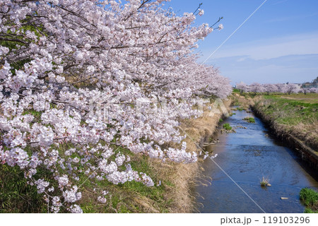 川沿いの桜【鹿化川千本桜・四日市市】 川沿いの桜【鹿化川千本桜・四日市市】 119103296