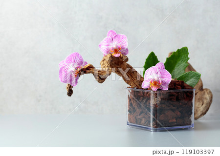 Orchid in a transparent pot with substrate. 119103397