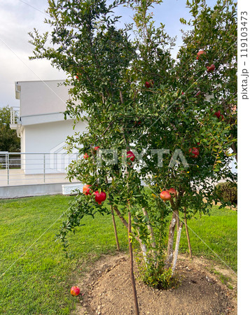 Pomegranate tree laden with ripe fruit stands vibrantly in front of a modern white house, surrounded by lush greenery under a clear sky. Perfect blend of natural beauty and contemporary living 119103473
