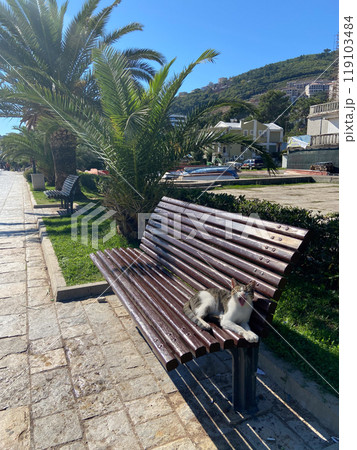 Street cat enjoys a sunlit nap on a wooden bench in a peaceful urban park, with lush greenery and buildings in background. 119103484