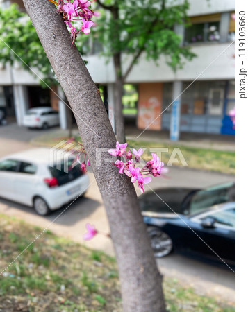 Vibrant pink blossoms on tree in urban setting with cars in the background. Harmony of nature and city life captured during springtime showing a glimpse of beauty amidst urbanization 119103660