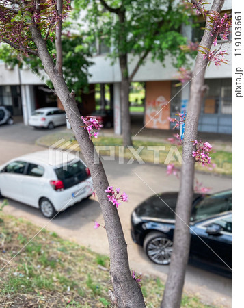 Vibrant pink blossoms on tree in urban setting with cars in the background. Harmony of nature and city life captured during springtime showing a glimpse of beauty amidst urbanization 119103661