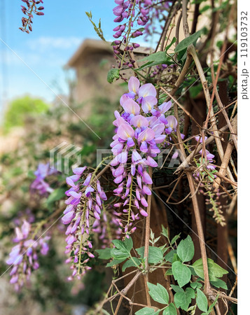Selective focus of purple flowers Wisteria sinensis or Blue rain, Chinese wisteria is species of flowering plant in the pea family, Its twisting stems and masses of scented flowers in hanging racemes. Selective focus of purple flowers Wisteria sinensis or Blue rain, Chinese wisteria is species of flowering plant in the pea family, Its twisting stems and masses of scented flowers in hanging racemes. 119103732
