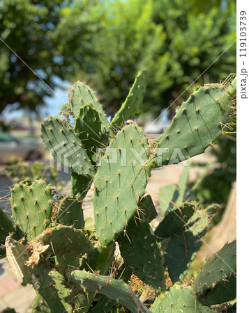 Close-up of a green cactus plant thriving in an urban environment with blurred buildings in background. Unique combination of nature and city life highlights the resilience and adaptability of plants Close-up of a green cactus plant thriving in an urban environment with blurred buildings in background. Unique combination of nature and city life highlights the resilience and adaptability of plants 119103739