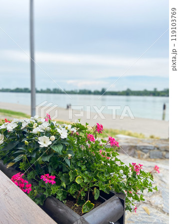 Red flowers in pots in outdoor restaurant. Beauty of urban floral decoration and its role in enhancing the aesthetic appeal of a city environment Red flowers in pots in outdoor restaurant. Beauty of urban floral decoration and its role in enhancing the aesthetic appeal of a city environment 119103769
