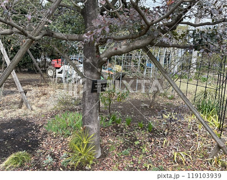 3月末、庭木の王様と言われる、モッコクの木です。 119103939