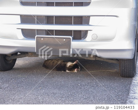 車の下 くつろぐ猫 車の下 くつろぐ猫 119104433