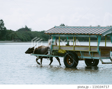 水牛車 119104717