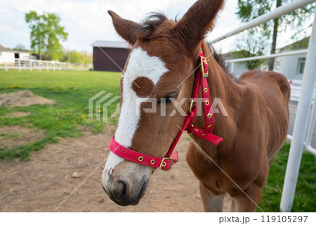 A foal on a ranch on a sunny summer day 119105297
