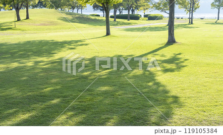 公園の芝　木陰の散歩道 119105384