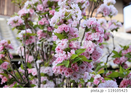 ヤエザクラの花　満開 119105425