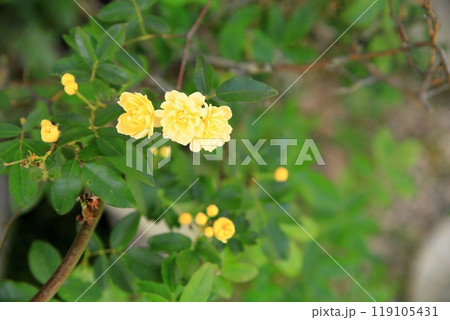 モッコウバラの花 119105431