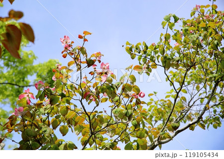 ハナミズキの花 ハナミズキの花 119105434
