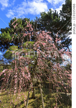 広島市の名所縮景園の梅園 青空とピンクの枝垂れ梅 広島市の名所縮景園の梅園 青空とピンクの枝垂れ梅 119105466