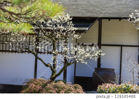 広島市の名所縮景園の梅園 梅の花と日本建築 広島市の名所縮景園の梅園 梅の花と日本建築 119105488