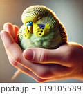 手の中で眠るセキセイインコ 119105589