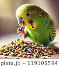 シードを食べているセキセイインコ 119105594