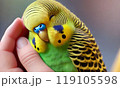 に乗るセキセイインコ 119105598
