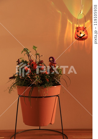 ハロウィンイメージの寄せ植え ハロウィンイメージの寄せ植え 119105938