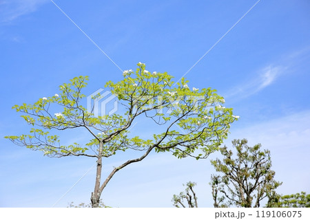 爽やか　ハナミズキの花 119106075
