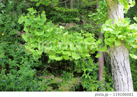 イチョウの若葉 119106081