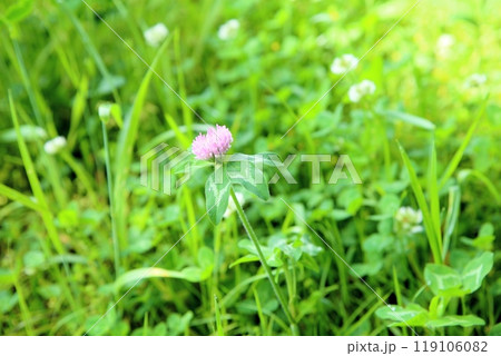 可愛い ピンクのクローバー 可愛い ピンクのクローバー 119106082