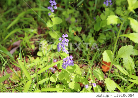 コバノタツナミソウの花 119106084
