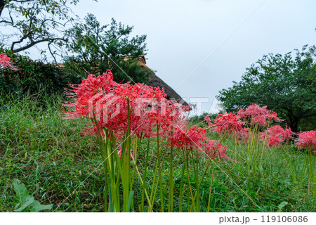 古民家の彼岸花 119106086