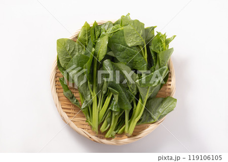 筒菜　（空芯菜）宮城県産 119106105