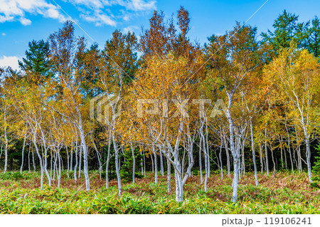 黄葉の白樺林 119106241