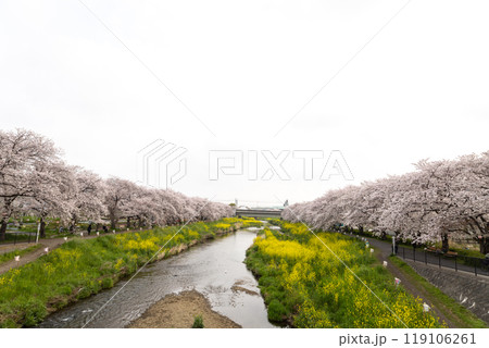 川沿いの桜並木と菜の花のコラボレーション 川沿いの桜並木と菜の花のコラボレーション 119106261