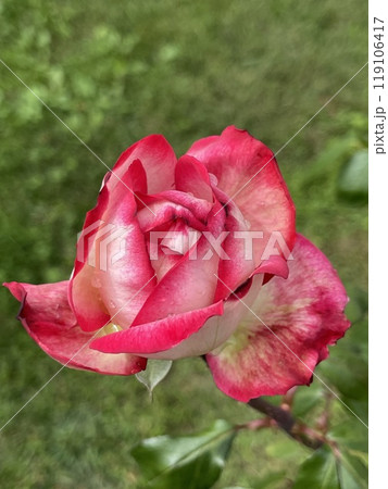 Red rose in a green garden, copy space Red rose in a green garden, copy space 119106417