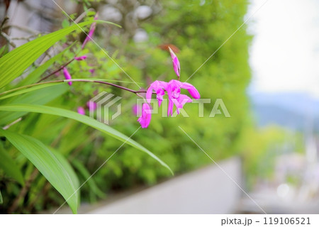 可愛い シランの花 可愛い シランの花 119106521