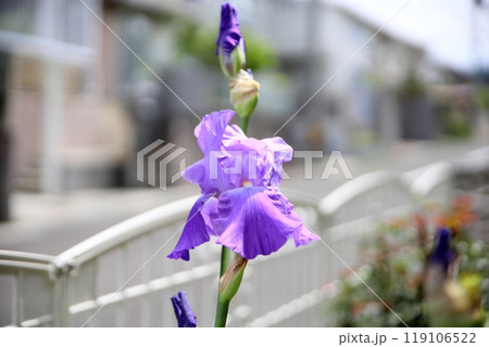ハナショウブの花 ハナショウブの花 119106522