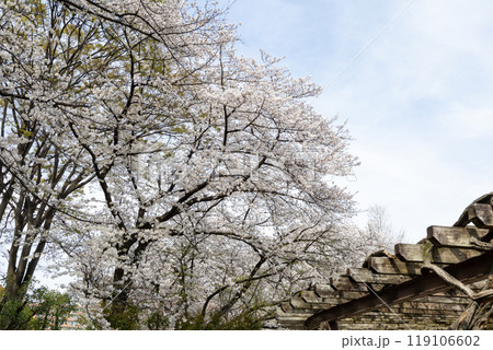 公園の広場から見る満開になった桜 公園の広場から見る満開になった桜 119106602
