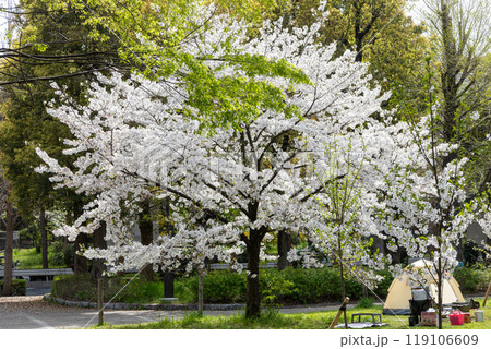 満開になった一本の桜の木 満開になった一本の桜の木 119106609